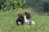 BOULEDOGUE FRANCAIS 117